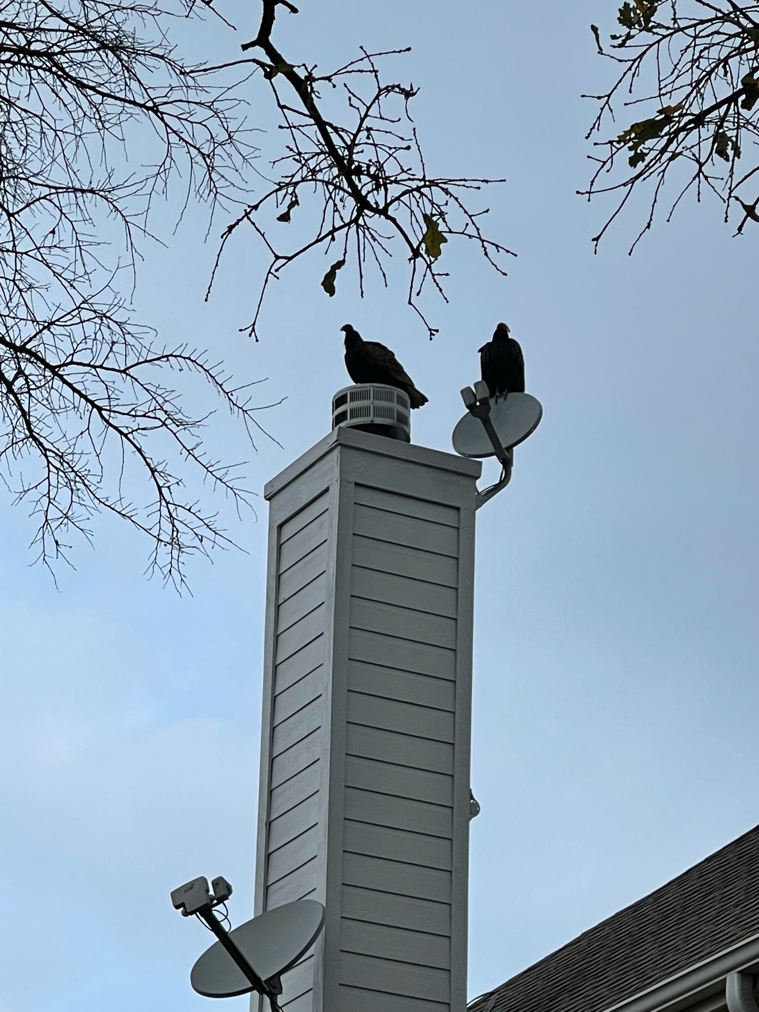 Animals on Chimneys in Texas (Image Not Found)