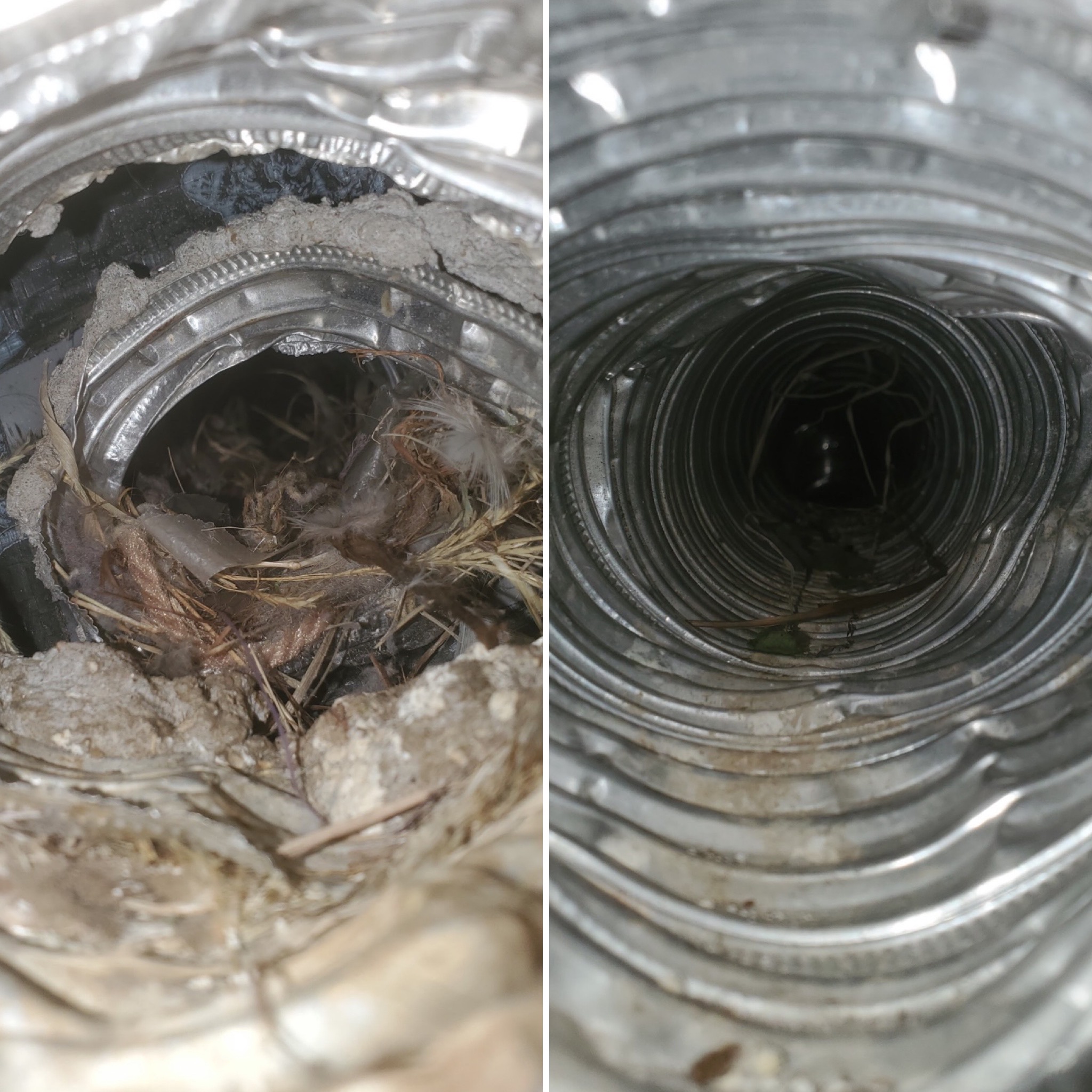 Bird Nest In Dryer Vent (Image Not Found)